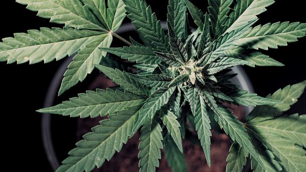 Hash cbd : qu'est-ce que le 3x filtre et ses avantages ?