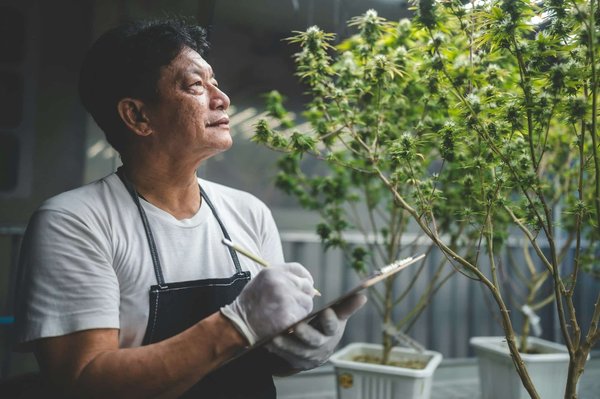 Cbd pour les animaux : bienfaits, sécurité et utilisation